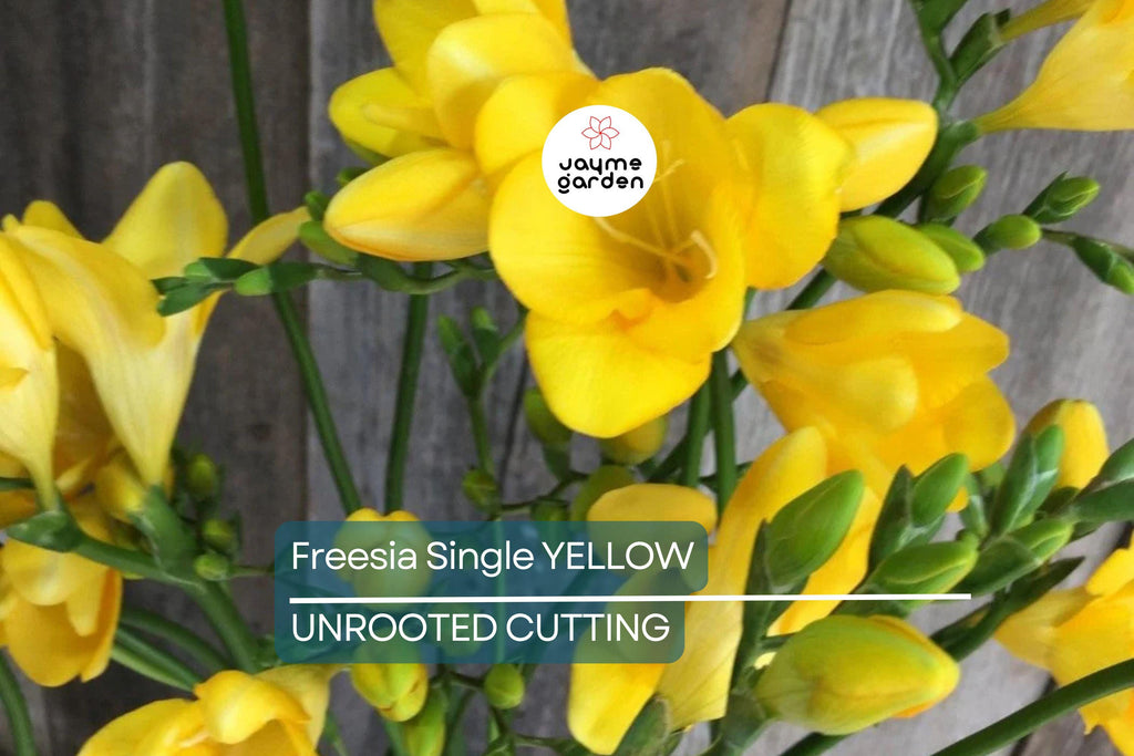 Single Yellow Freesia Bulbs - Fragrant 12-16" Tall Flowers, Deer Resistant, USDA Zones 9-10, Perfect for Gardens & Bouquets