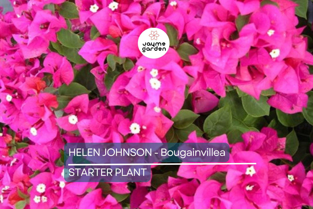 Helen Johnson Bougainvillea | Small Well-Rooted Starter Plant | Tropical Beauty for Indoor & Outdoor Gardens |