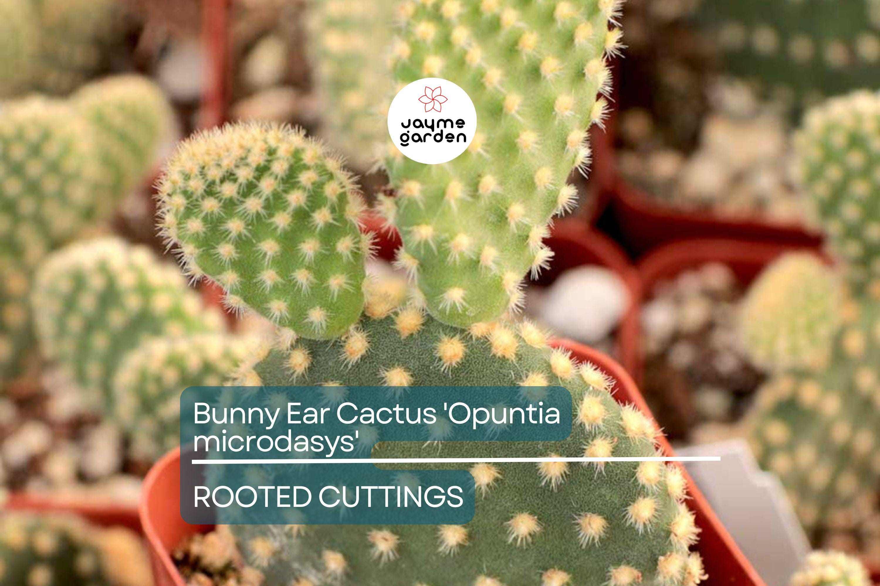 Bunny Ear Cactus (Opuntia microdasys) Live Succulent Plant – 6" Starter Cactus, Easy Care, Indoor/Outdoor