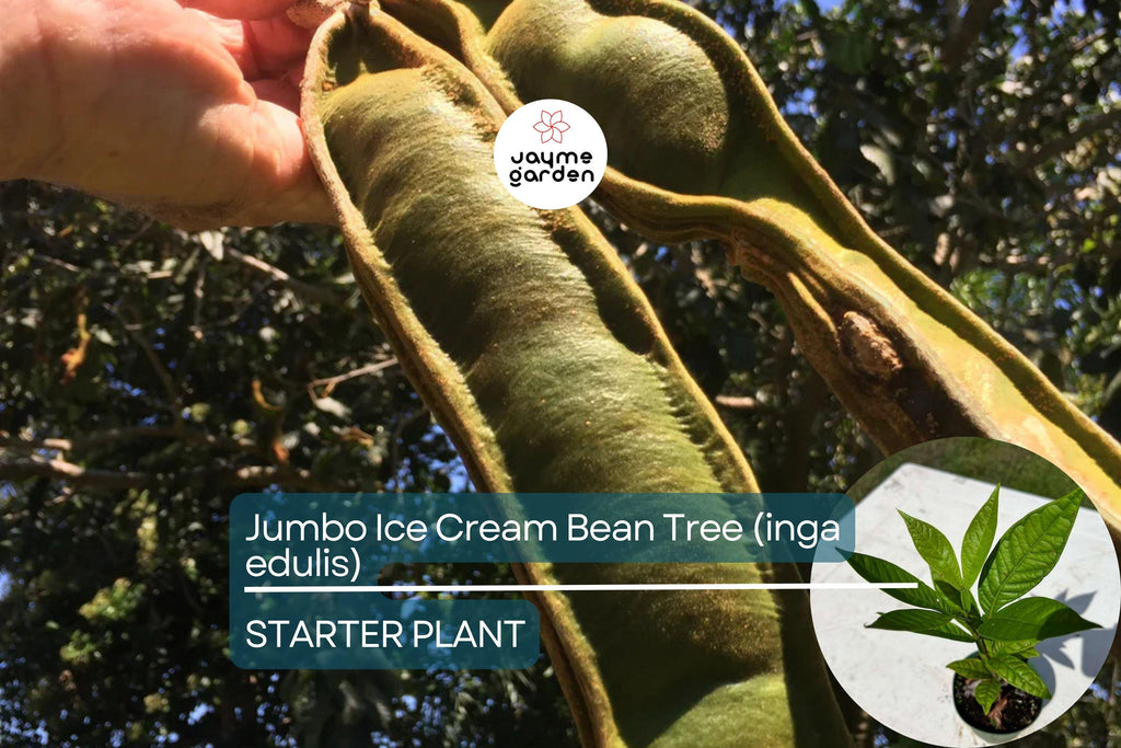 Jumbo Ice Cream Bean Tree (Inga edulis) Live Tropical Fruit Tree 12”-24” | Guama Machete with Sweet Vanilla-Flavored Pods