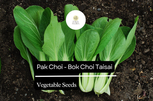 500mg Pak Choi Bok Choi Taisai Seeds Brassica rapa for Planting | Heirloom Asian Greens for Stir-Fries, Salads, and Soups