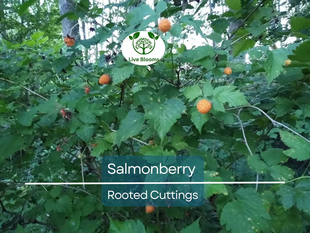 5 Salmonberry Rooted Cuttings 4-5" | Rubus spectabilis, Edible Berry, Native Shrub, Fruit Bush, Hardy Perennial, Gardening, Landscaping