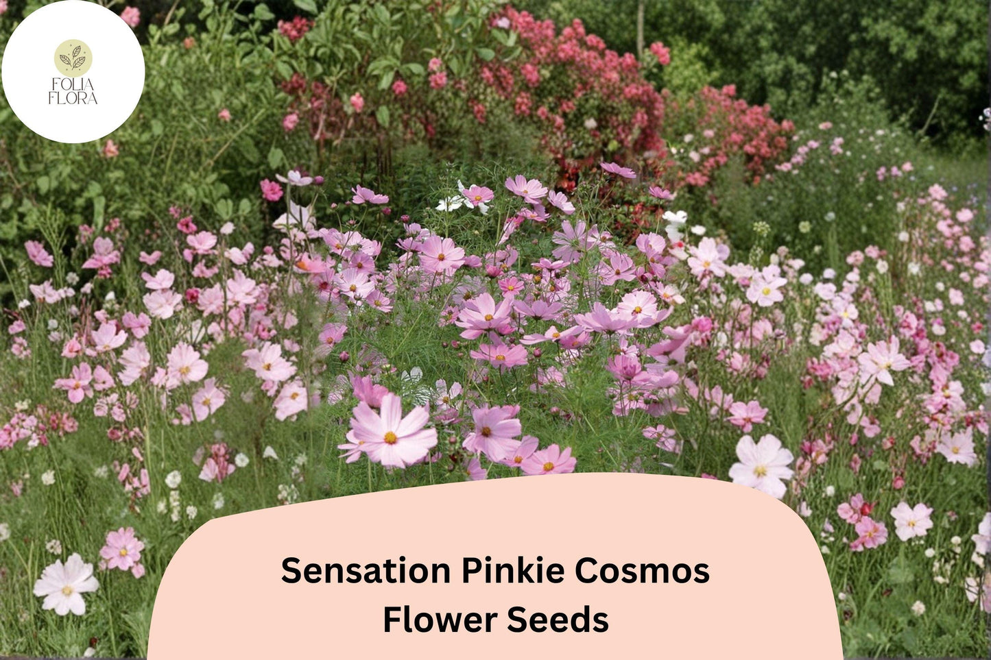 200+ Sensation Pinkie Cosmos Seeds | Cosmos bipinnatus Bright Pink Blooms | Easy Annual Garden Flower Seeds
