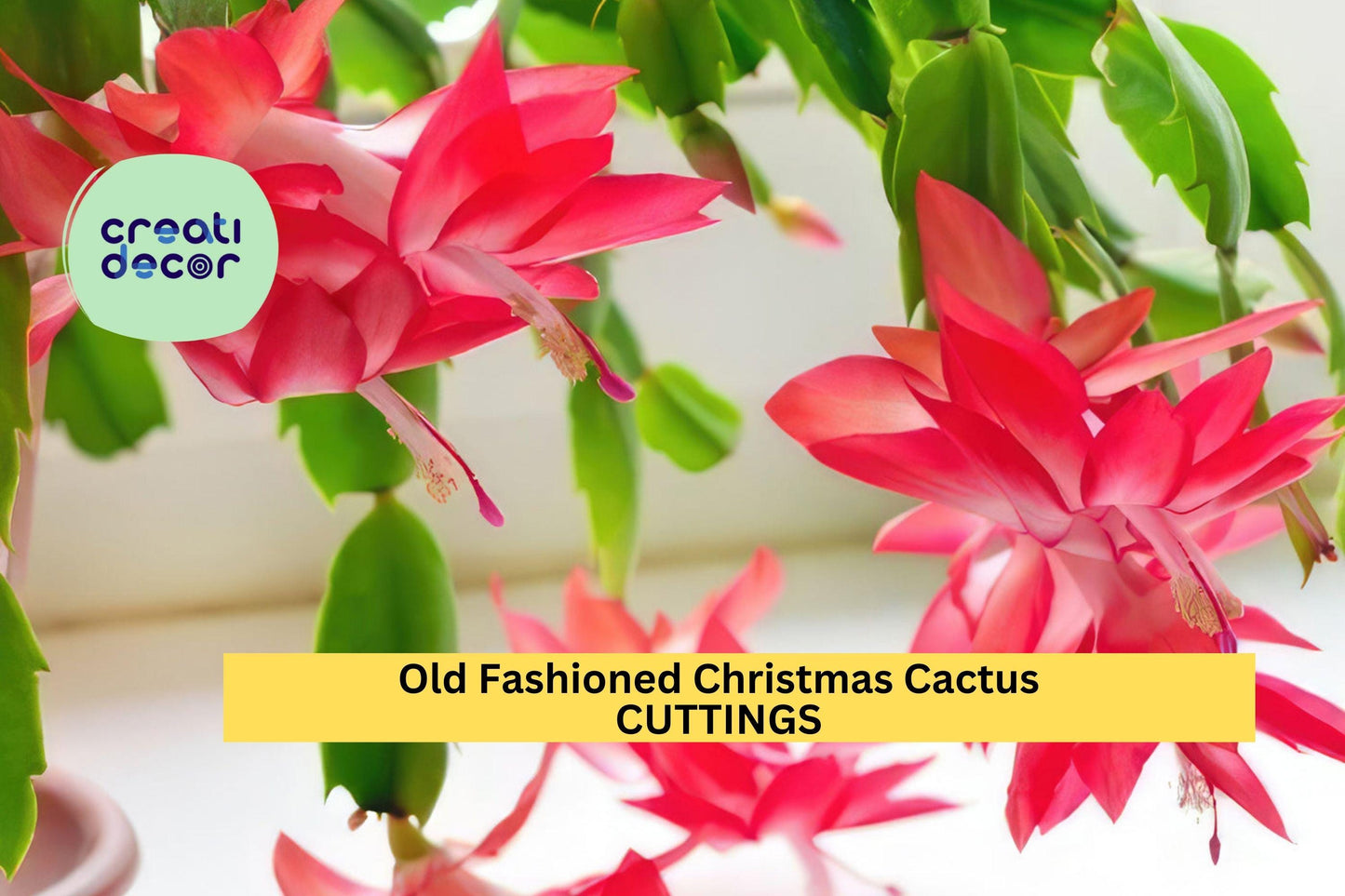 5 Old Fashioned Christmas Cactus Cuttings | Schlumbergera Bridgesii | Heirloom Holiday Cactus Starter | Easy Indoor Houseplant