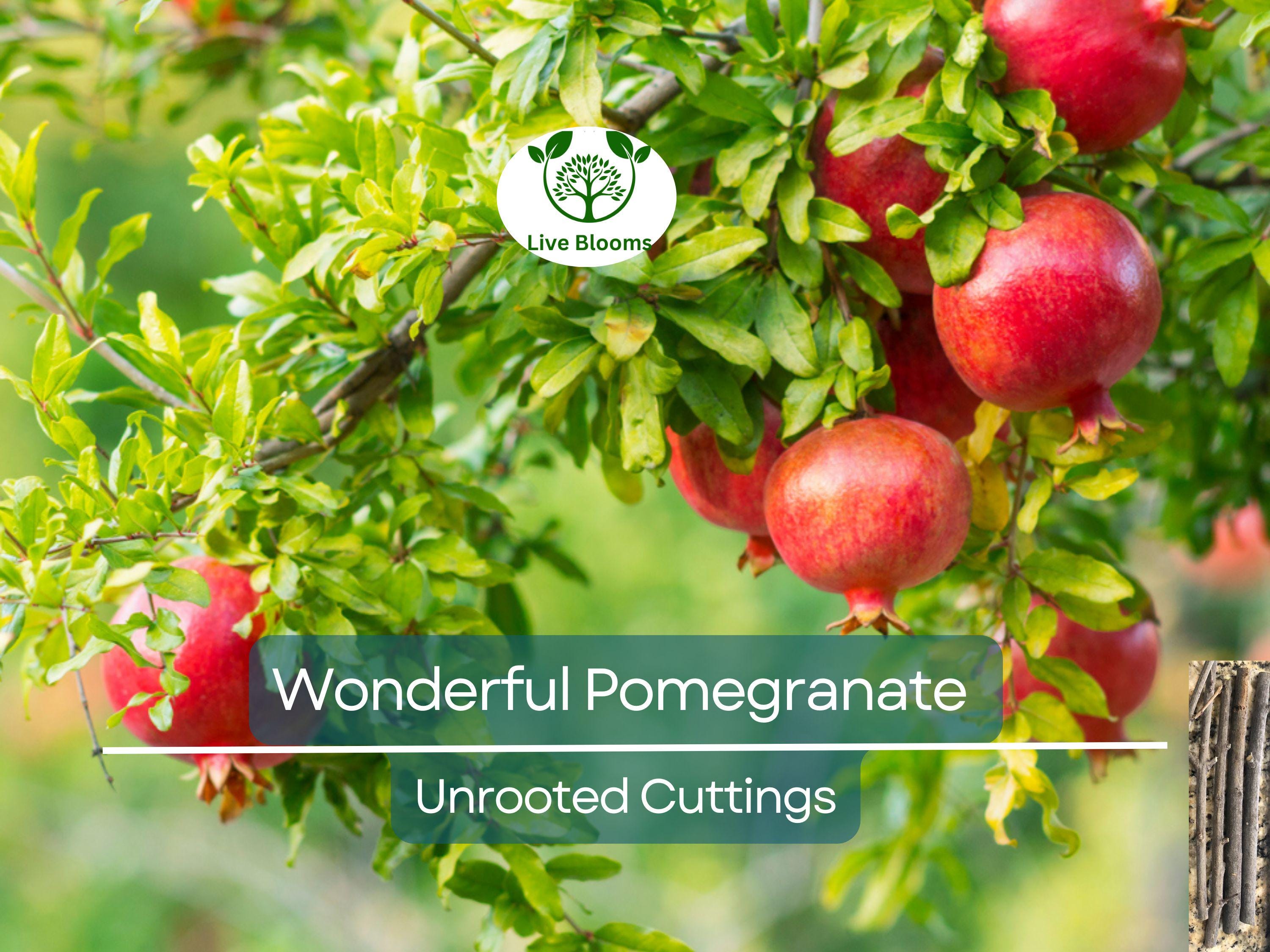 4 Wonderful Pomegranate Unrooted Cuttings 6-8" from Mature Plant, Punica Granatum, Fruit Tree Cuttings, Perfect for Rooting & Propagation