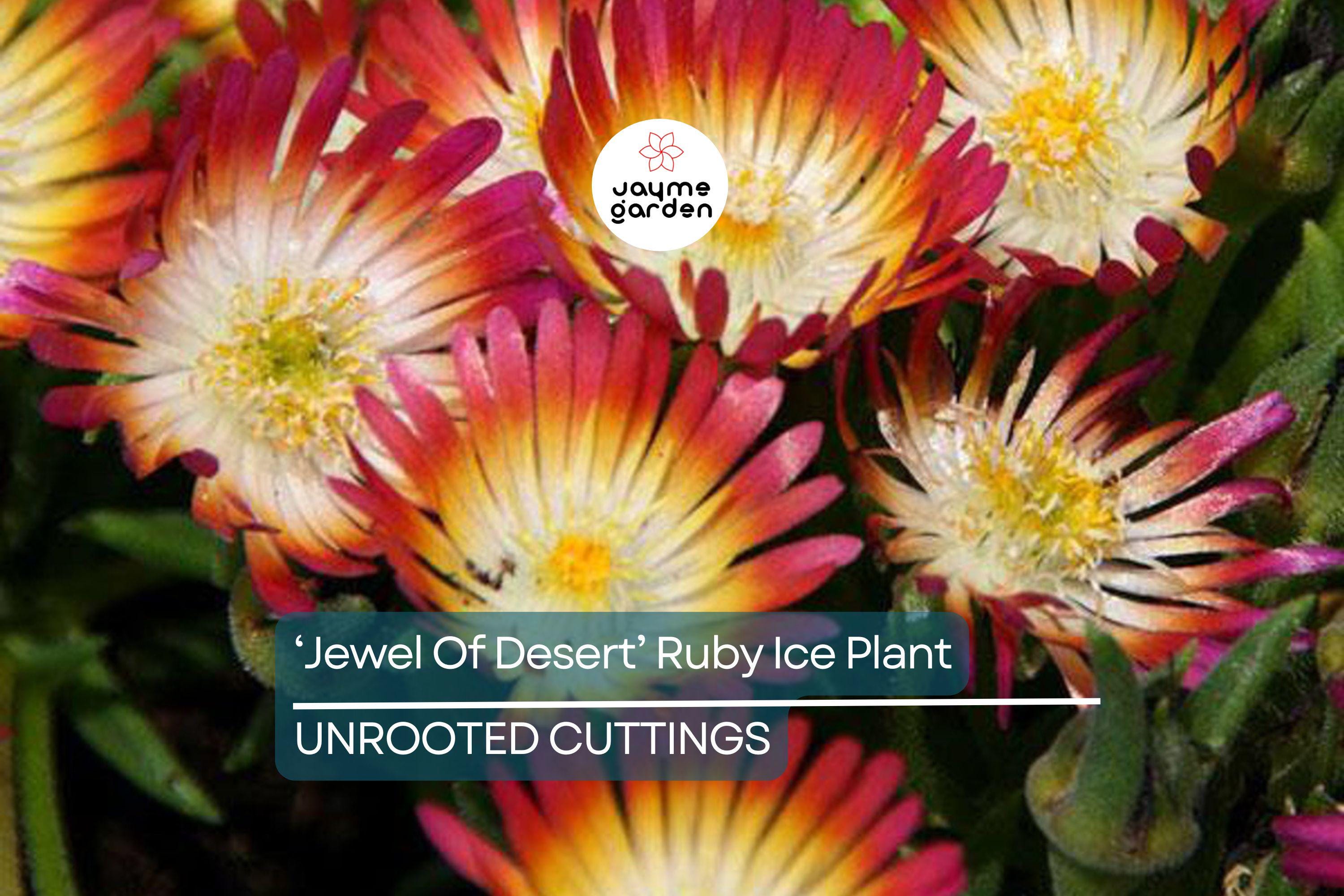 Jewel of Desert Ruby Ice Plant (12 Cuttings) | Delosperma Cooperi | Stunning Succulent Groundcover