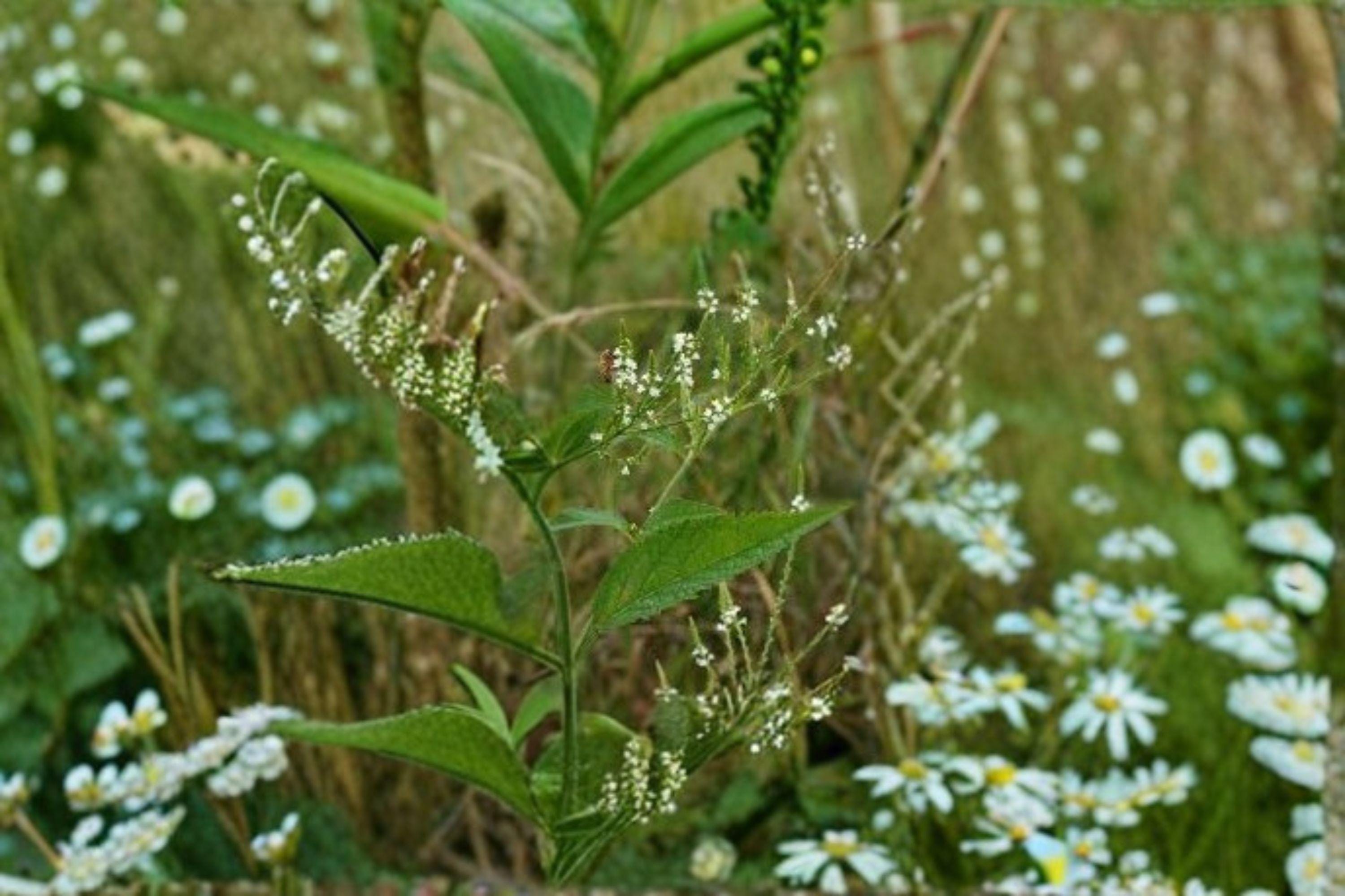 White Vervain – Verbena urticifolia, Native Woodland Perennial | Shade Tolerant (100 Seeds)