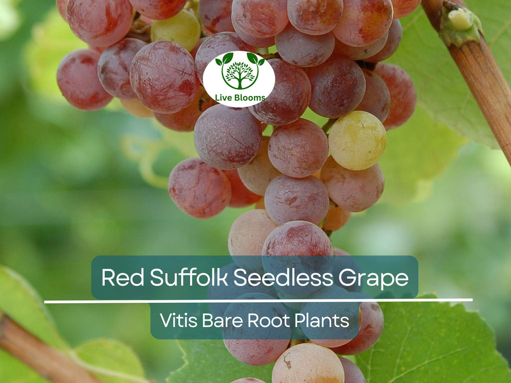 1 Red Suffolk Seedless Grape – Live Table Grape Plant 12–18” – Bare Root Vine – Sweet Fruit for Garden or Trellis