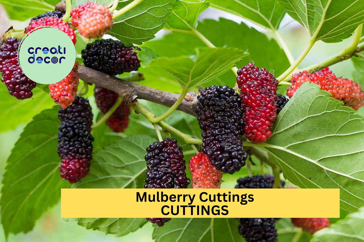 10 Organic Mulberry Cuttings – Unrooted 8"+ Hardwood Stems for Propagation, Fruit Tree Starter, Wholesale Lot – USA