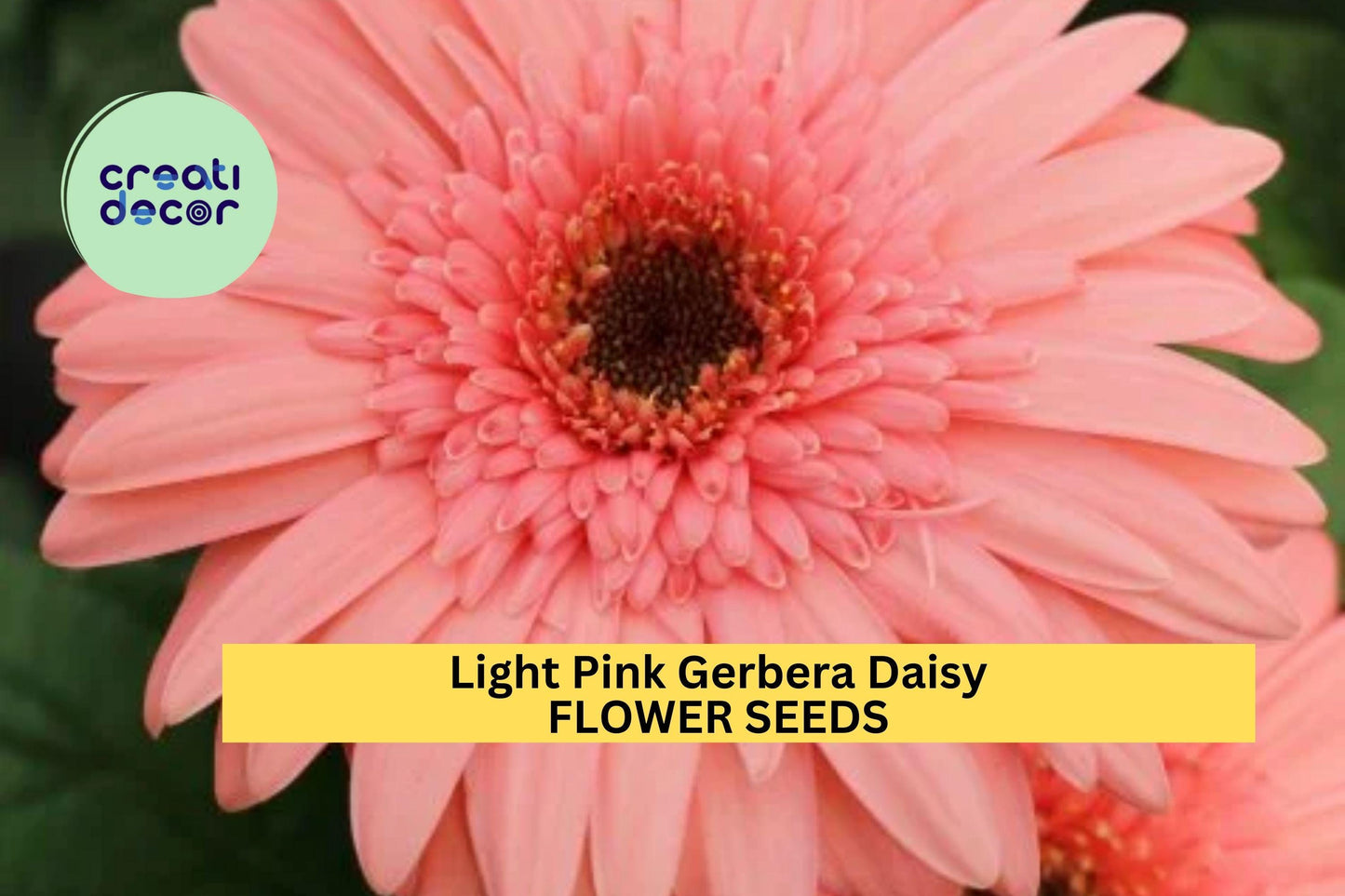 200+ Light Pink Gerbera Daisy Seeds – Soft Pastel Blooms for Garden Planting, Elegant Annuals for Beds, Borders & Bouquets – USA