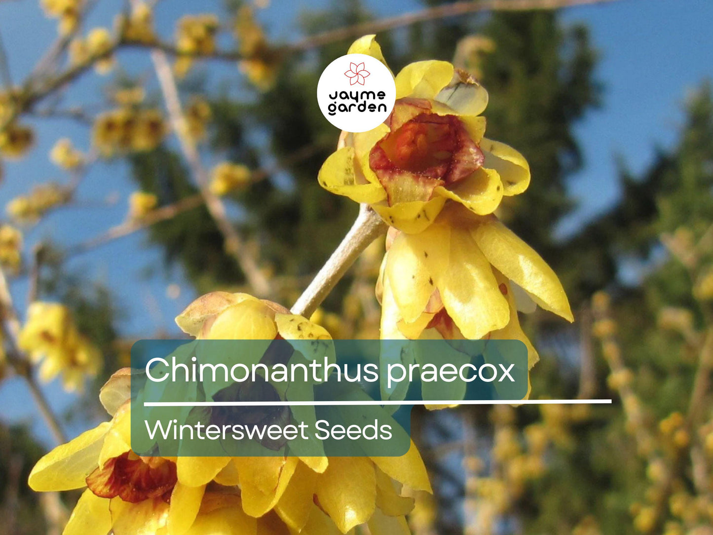 10 Seeds Chimonanthus Praecox | Wintersweet Japanese Allspice for Planting | Fragrant Winter Blooms | Ornamental Shrub | Hardy Perennial