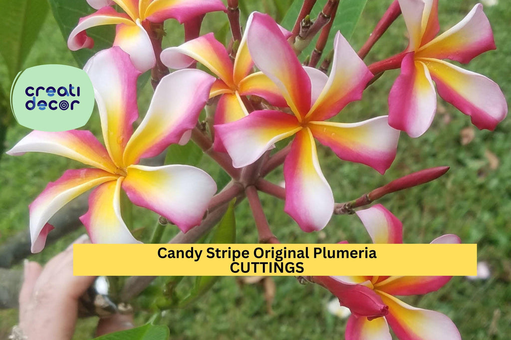 1 Candy Stripe Plumeria Cutting – 10" Double Head Unrooted Stem | Original Variety | Tropical Frangipani for Garden or Patio Planters