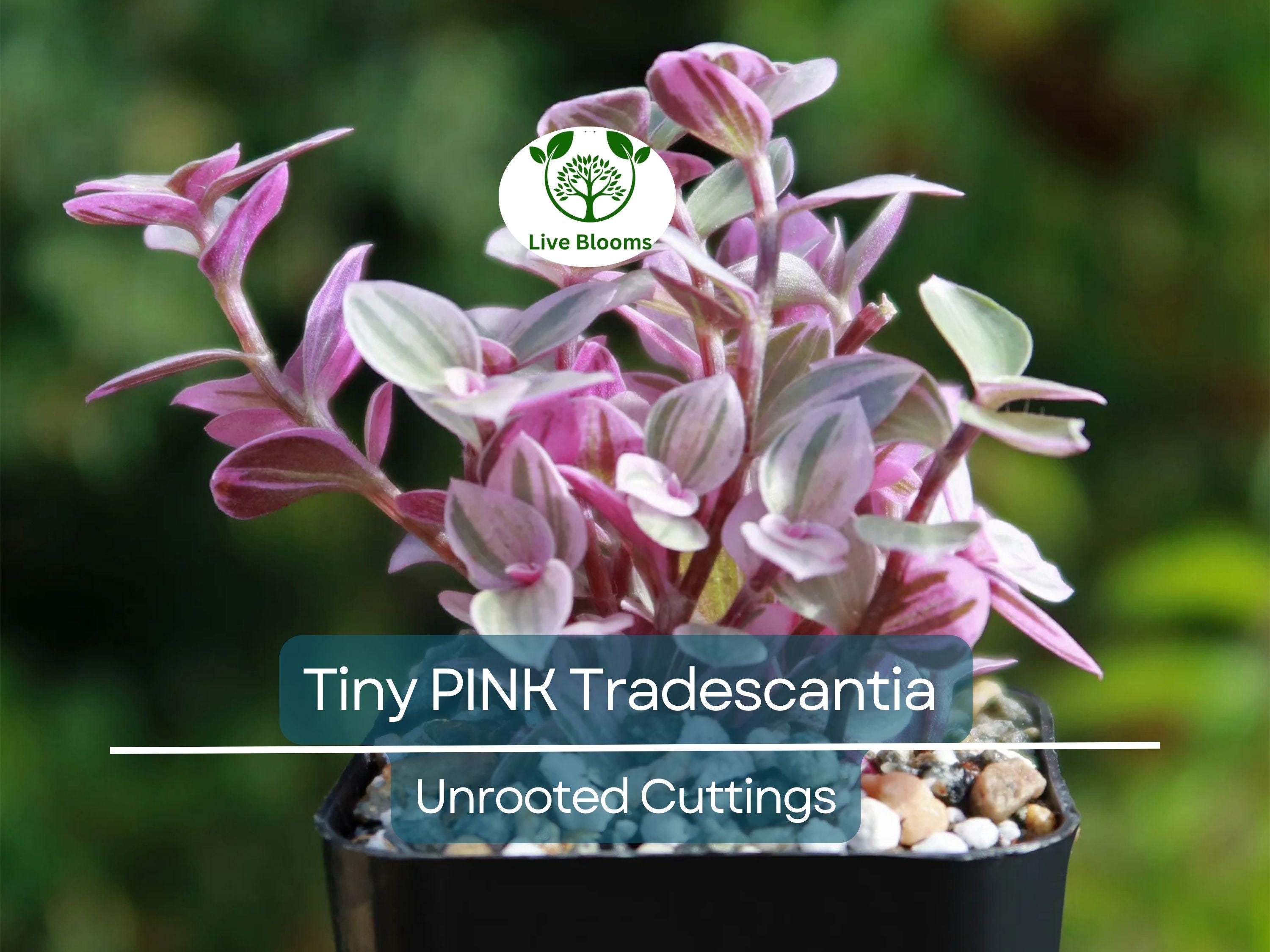 15 Tiny Pretty Pink Tradescantia Unrooted Cuttings | Spiderwort, Tradescantia pallida, Easy to Root, Decorative Pink Indoor Plant