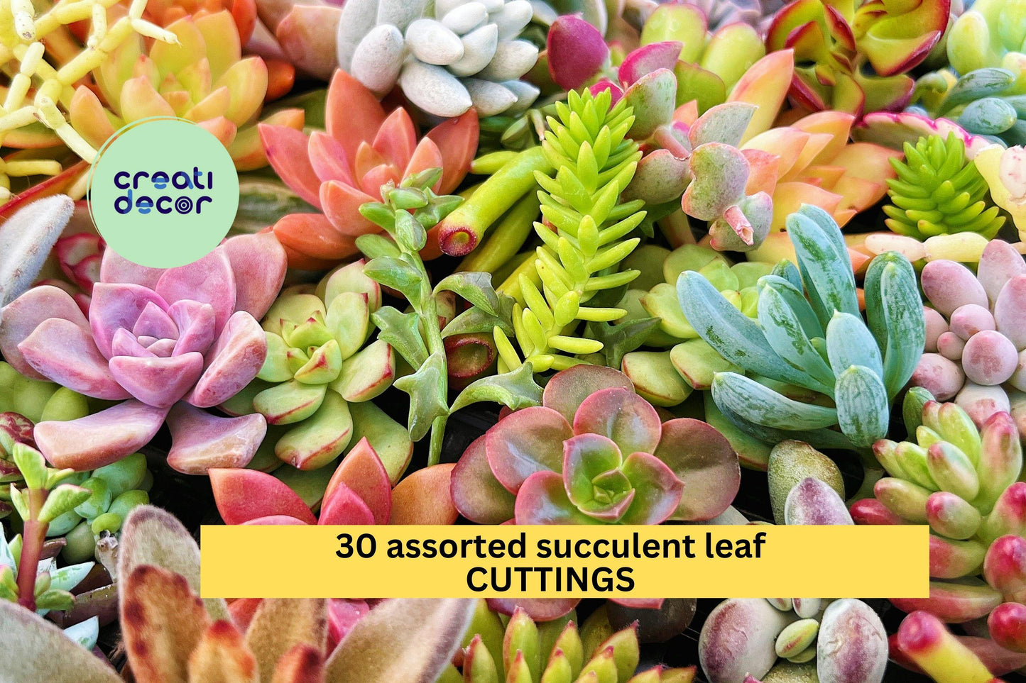 30 Assorted Succulent Leaves | Easy Rooting Cuttings | Live Leaf Propagation Pack | Great for Beginners, DIY Projects, Gifts