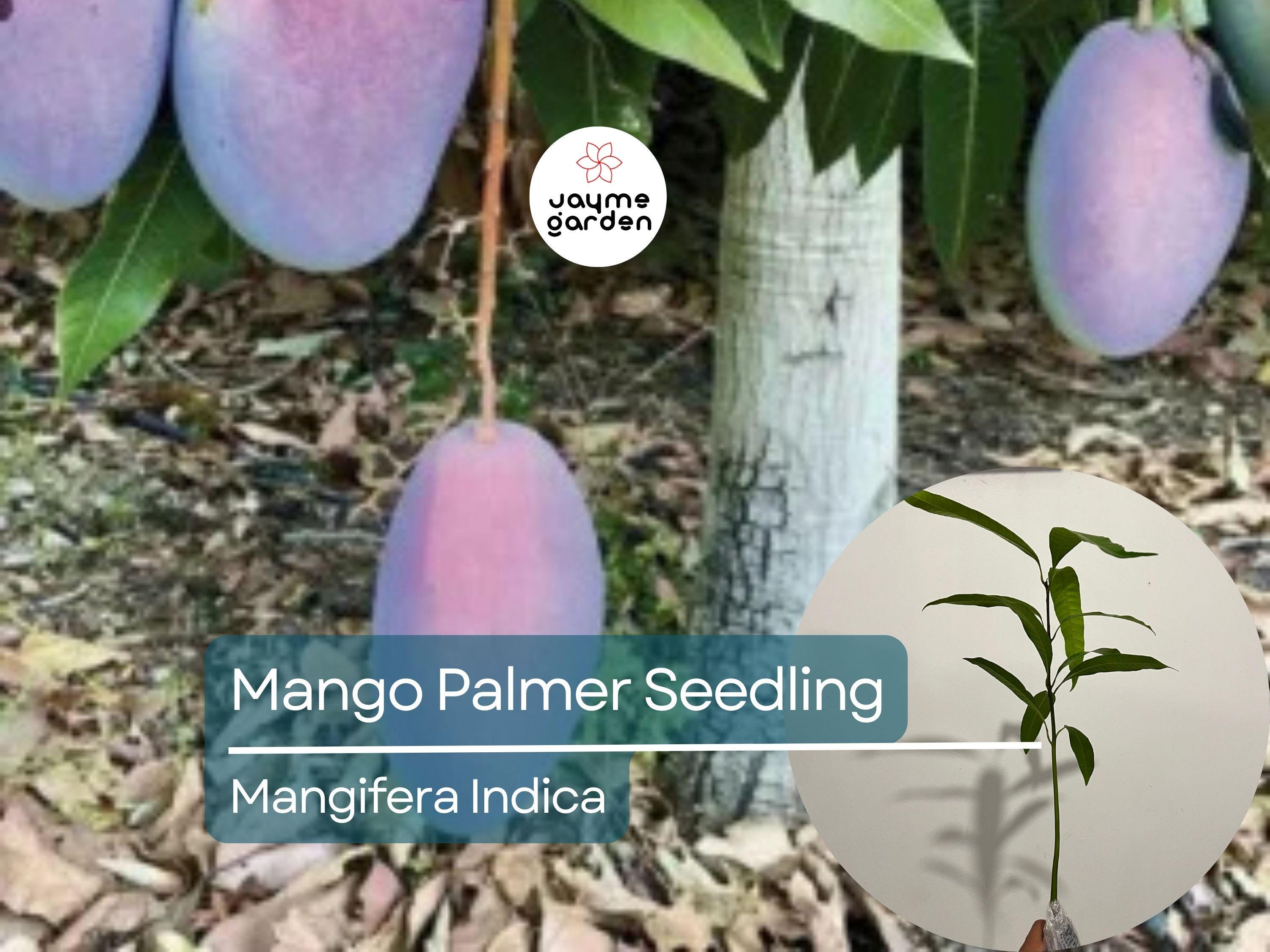 Palmer Mango Seedling - Mangifera Indica, 1-2 ft Tall - Tropical Sweet Fruit Live Starter Plant, Grown from Seed, Ideal for Warm Climates
