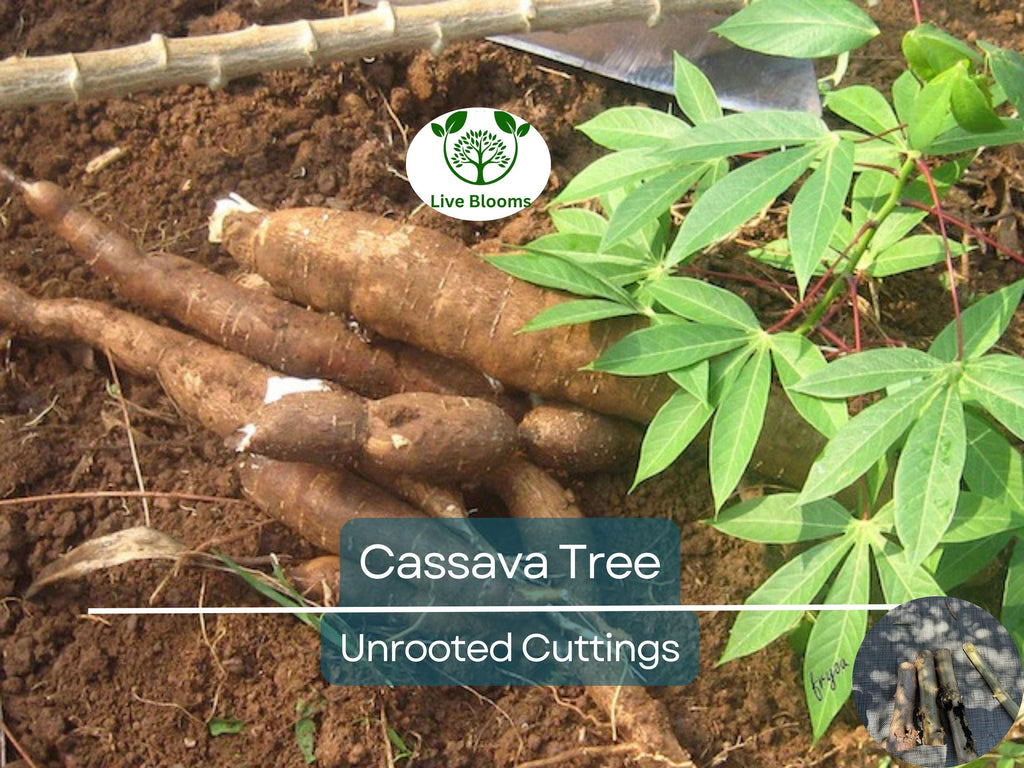 4 Healthy White Cassava Cuttings - Manihot esculenta, Tapioca, Yuca Plant Unrooted Cuttings for Planting - High-Quality Propagation