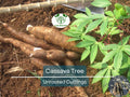 4 Healthy White Cassava Cuttings - Manihot esculenta, Tapioca, Yuca Plant Unrooted Cuttings for Planting - High-Quality Propagation