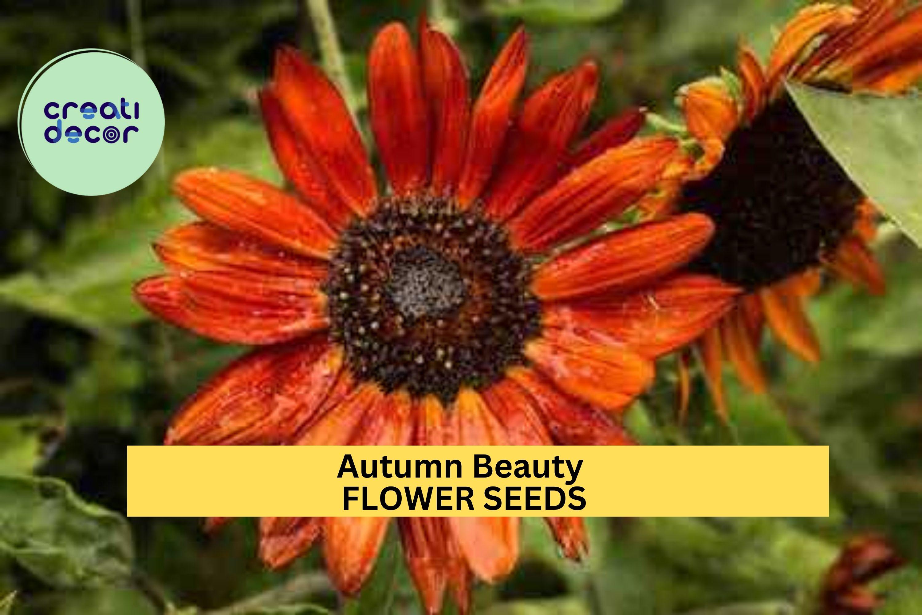 3pcs of 1g Autumn Beauty Sunflower Seeds – Multi-Colored Blooms in Yellow, Red, Bronze for Cut Flowers & Garden Borders Seeds for Planting