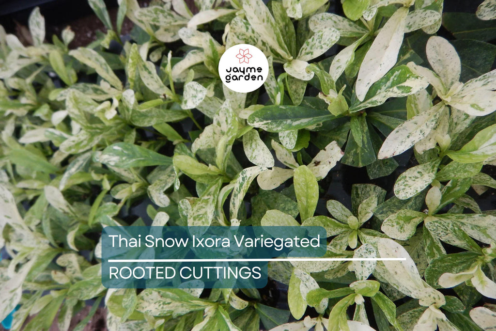 Thai Snow Ixora Variegated White Flower - Rooted Starter Plant (2-8” Tall) - Tropical Houseplant, Healthy Arrival Guaranteed