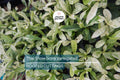 Thai Snow Ixora Variegated White Flower - Rooted Starter Plant (2-8” Tall) - Tropical Houseplant, Healthy Arrival Guaranteed