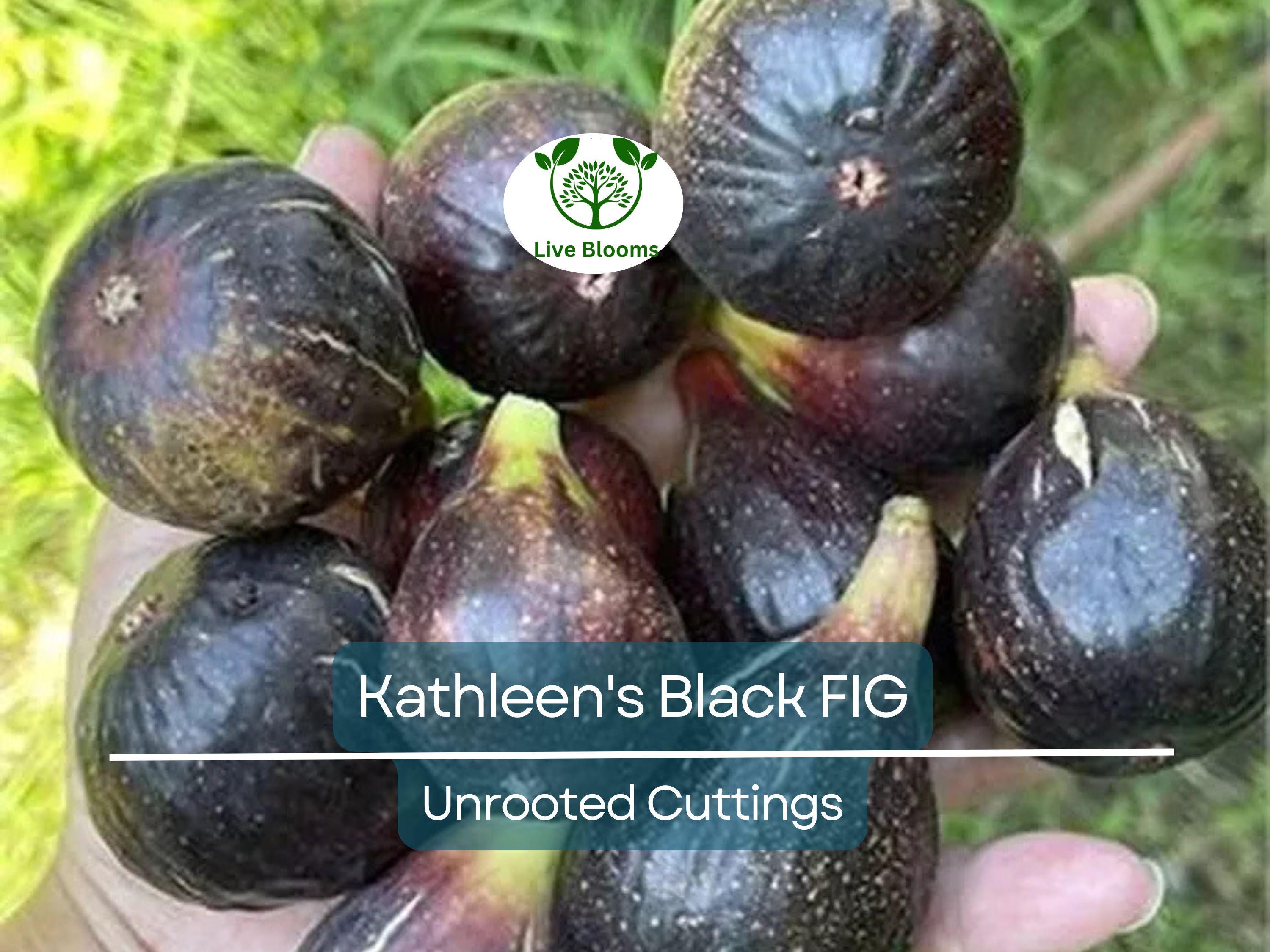 1 Kathleen's Black Fig Unrooted Cutting (Ficus carica) - At Least 3 Nodes, 8 Inches Long - Premium Fig Cutting for Rooting & Grafting