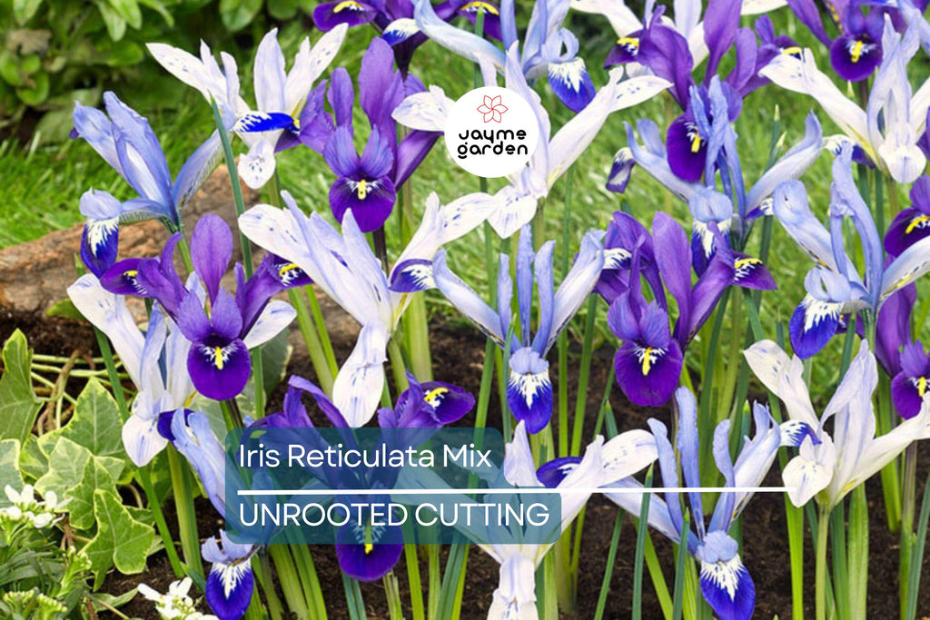 Iris Reticulata Mix Bulbs - Purple & Blue Dwarf Iris, 4-6" Tall, Early Spring Blooms, Hardy Zones 4-9, Perfect for Borders and Naturalizing