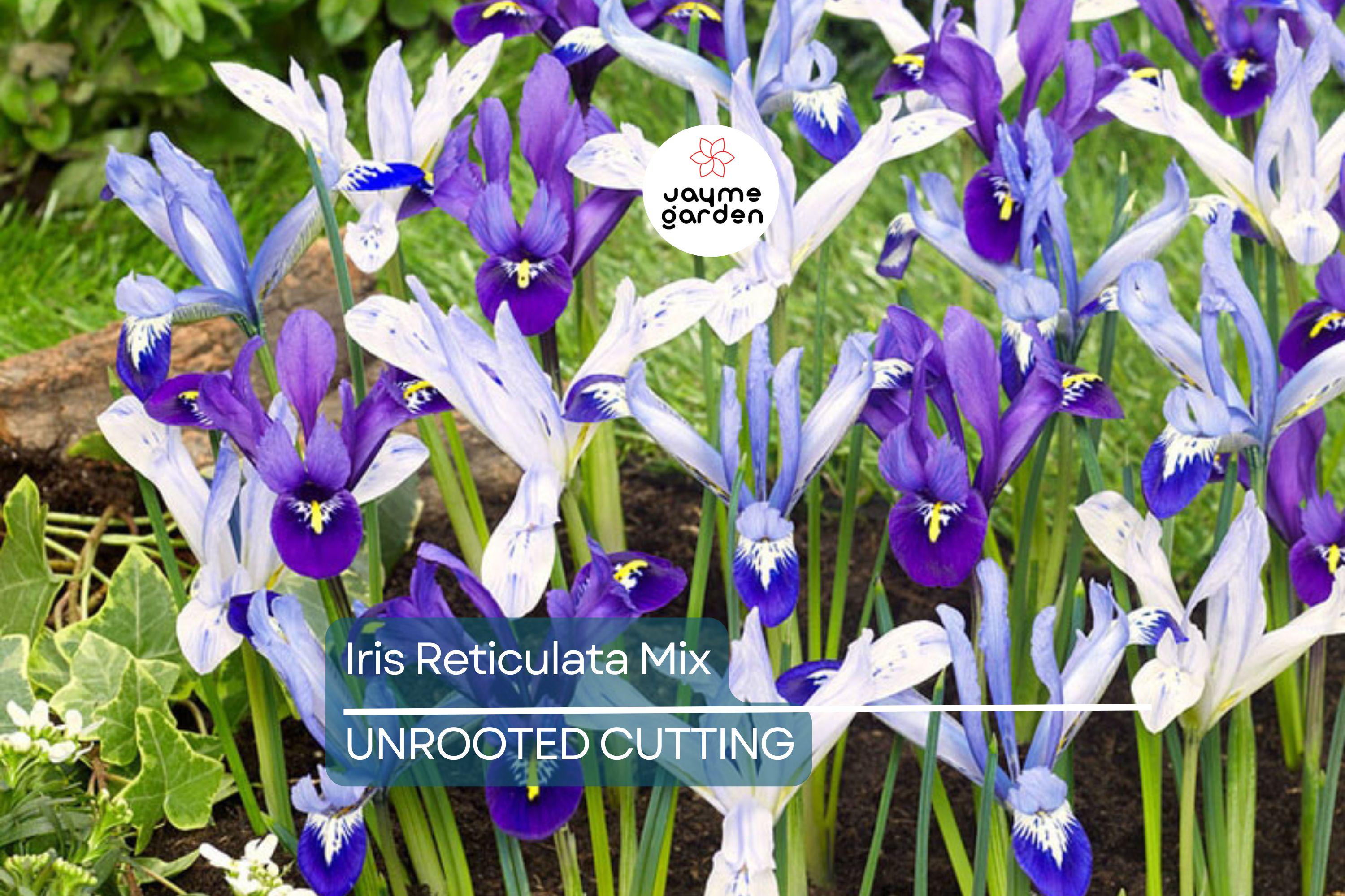 Iris Reticulata Mix Bulbs - Purple & Blue Dwarf Iris, 4-6" Tall, Early Spring Blooms, Hardy Zones 4-9, Perfect for Borders and Naturalizing