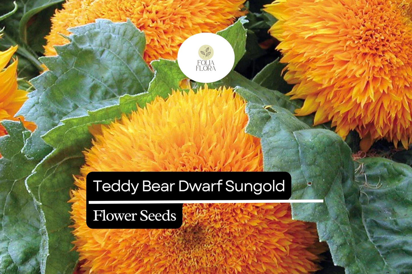 1g Teddy Bear Dwarf Sunflower Seeds, Sungold, Compact Double-Blooming Sunflowers