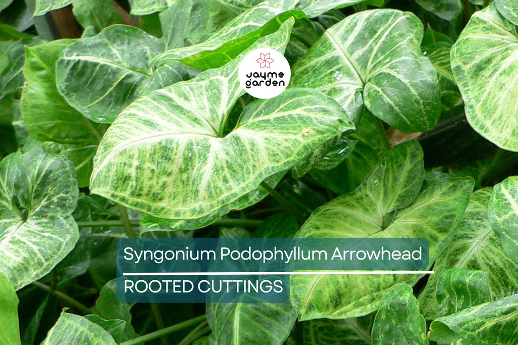 4 Syngonium Podophyllum Cuttings - White Butterfly Arrowhead Vine - Easy Care Houseplant, 5”+ Tall, Perfect for Indoor Gardens