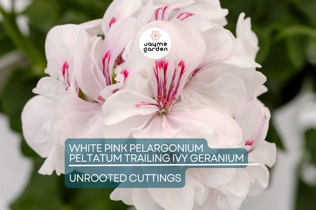White Pink Pelargonium peltatum Trailing Ivy Geranium - 2 Live 6" Cuttings, Rare Double Petal Blooms, Easy to Propagate