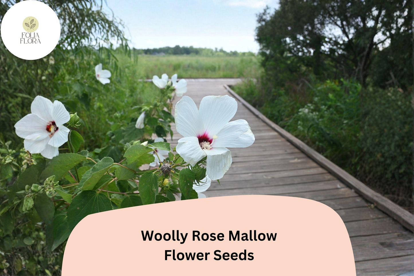 Woolly Rose Mallow Seeds – 25 Hibiscus lasiocarpos | Native White Hardy Hibiscus with Red Center