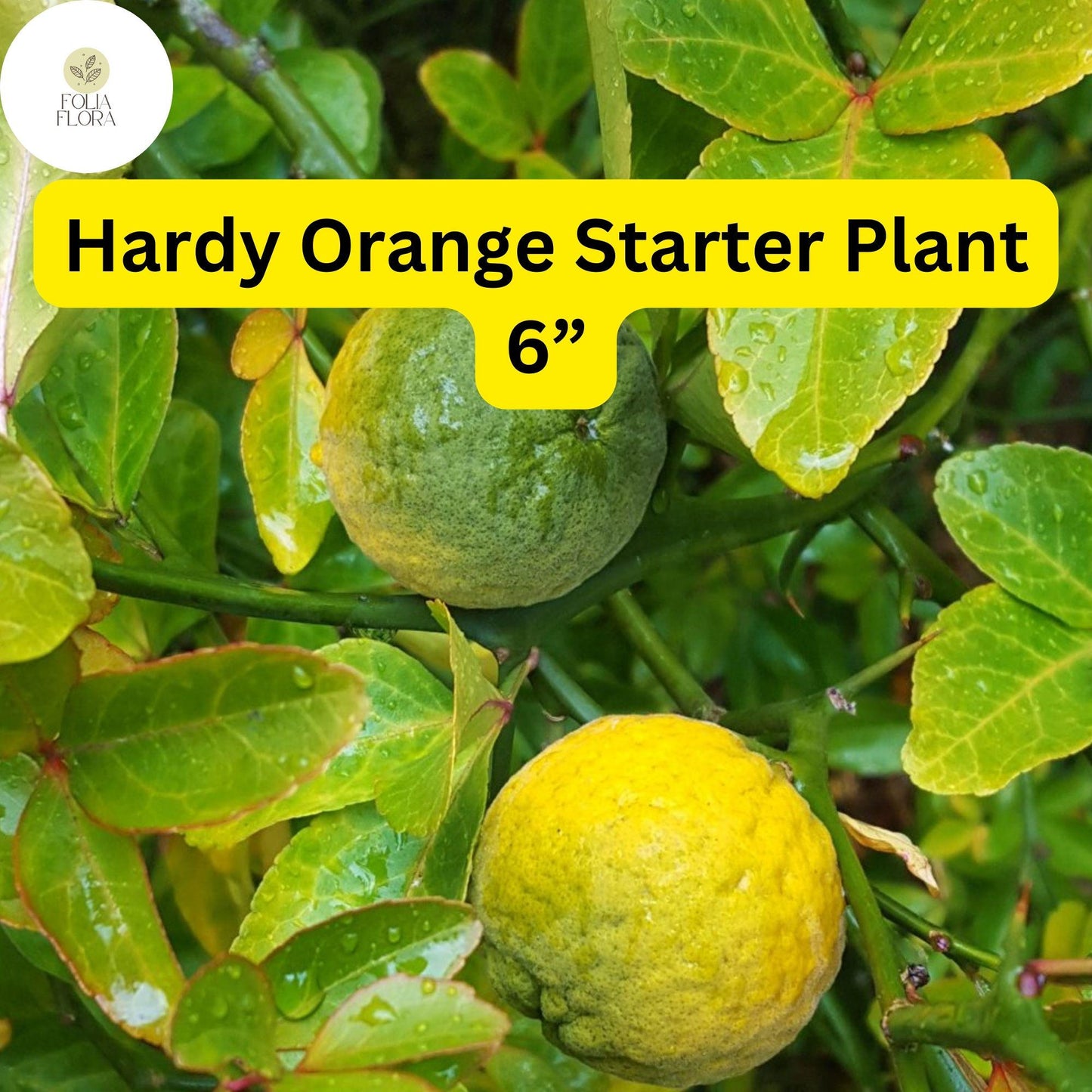 1 Poncirus trifoliata Hardy Orange Tree 6” Fully Rooted Seedling - Cold Hardy Citrus Plant Ready to Grow