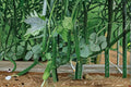 Cucumber – Chinese Snake (Curved) 10 Seeds | Extra-Long Asian Cucumber | Mild & Crisp | Heat-Tolerant Variety