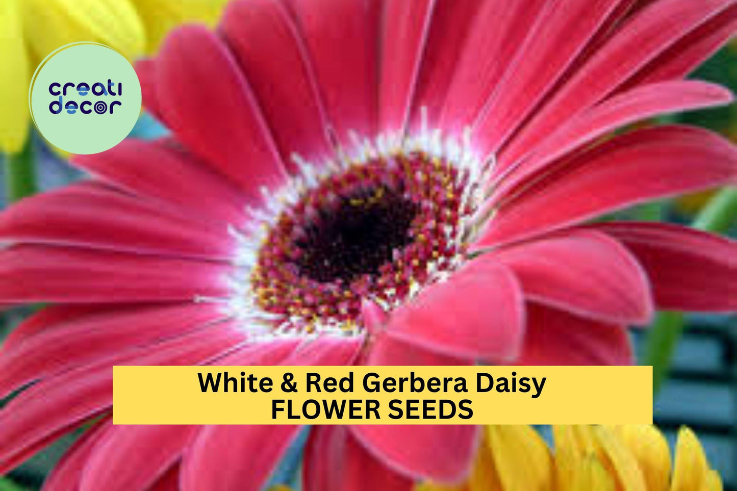 200+ White & Red Gerbera Daisy Seeds – Bold Two-Tone Blooms for Garden Planting, Long-Stemmed Flowers for Beds and Bouquets