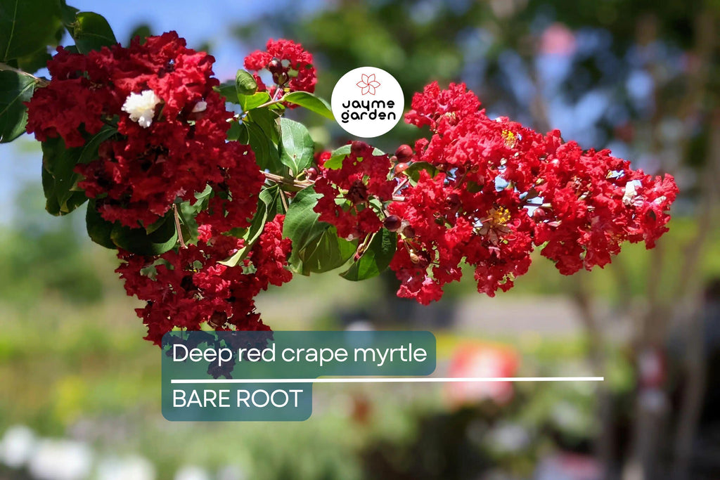 Deep Red Crape Myrtle 'Dynamite' 2-3 ft | Fast Growing Shrub/Tree | Full Sun, Late Summer Blooms