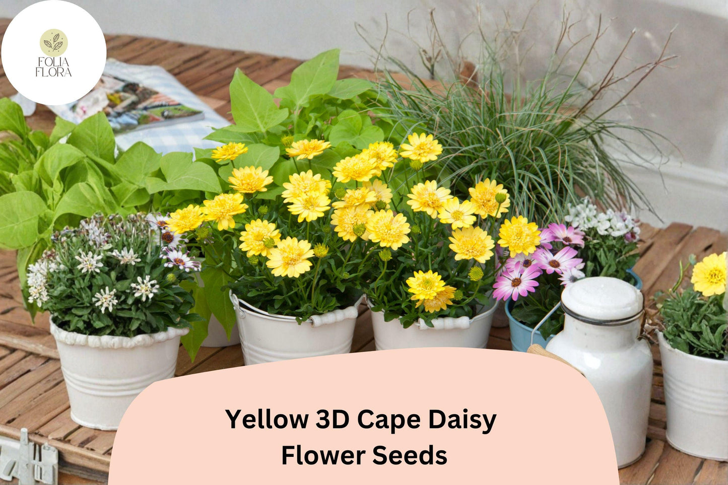 50+ Yellow 3D Cape Daisy Seeds | Osteospermum ecklonis | Golden Bloom | Easy-Grow Garden Flower Seeds