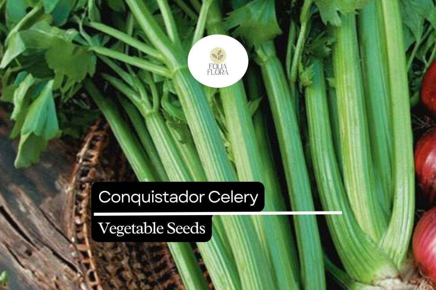 100 Seeds Conquistador Celery (Apium graveolens) – Crisp, Flavorful, High-Yield Variety