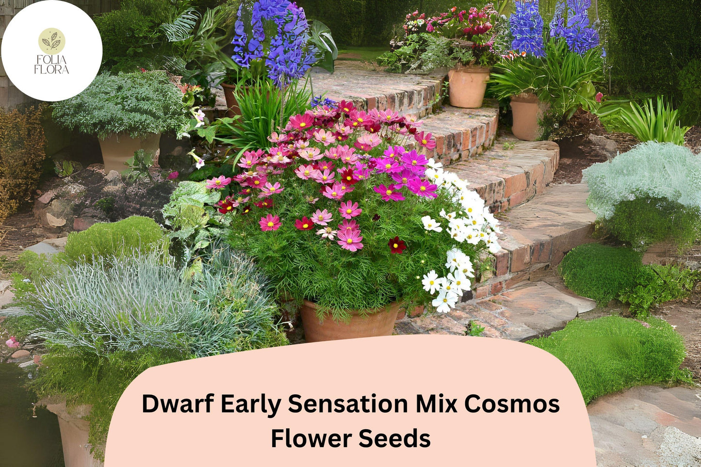 200+ Dwarf Early Sensation Cosmos Seeds | Compact Cosmos Mix | Pink White Rose Blooms | Garden & Border Flowers