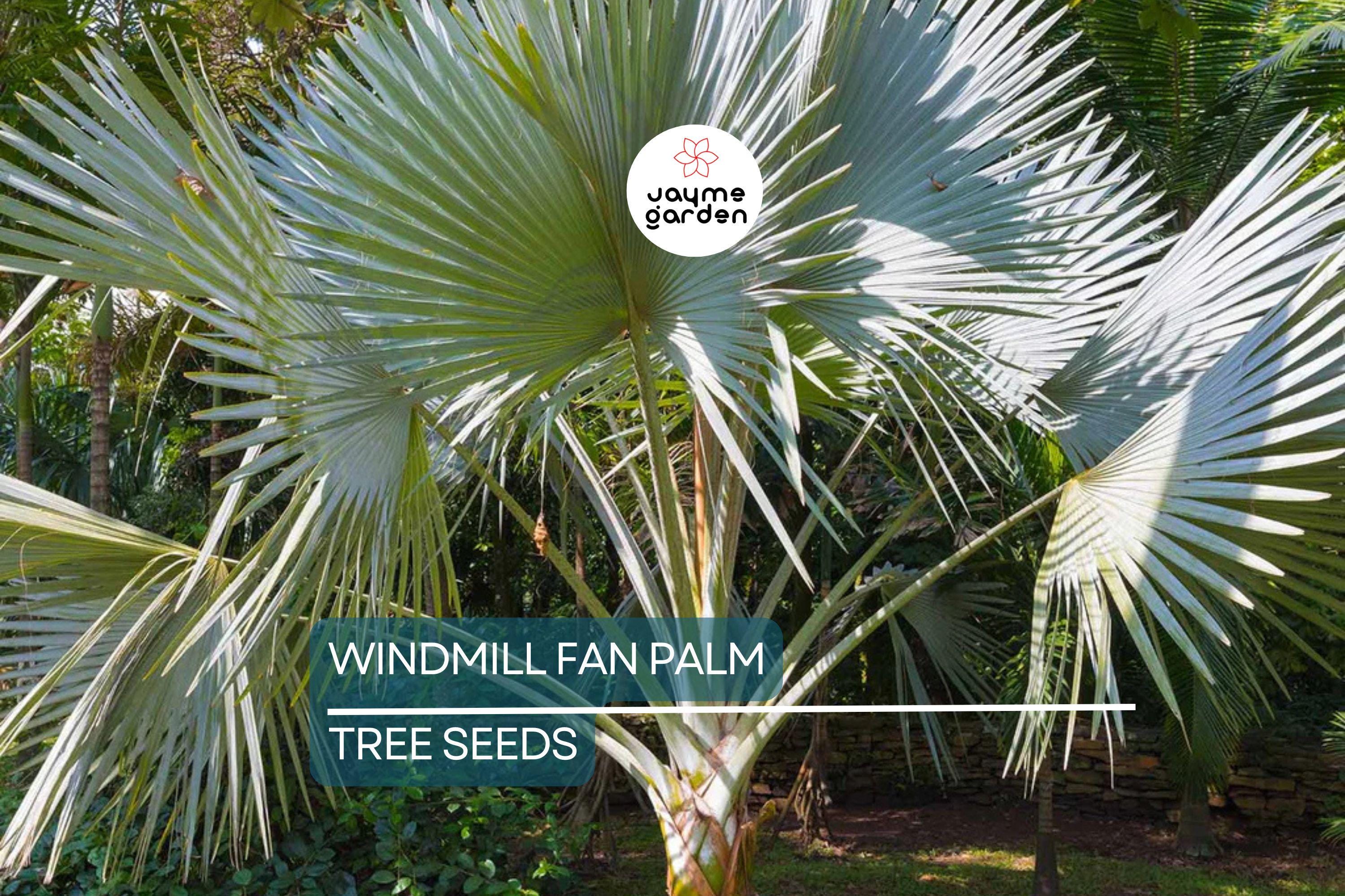 10 Windmill Palm Tree Seeds (Trachycarpus fortunei) – Cold Hardy Fan Palm, 66' Tall