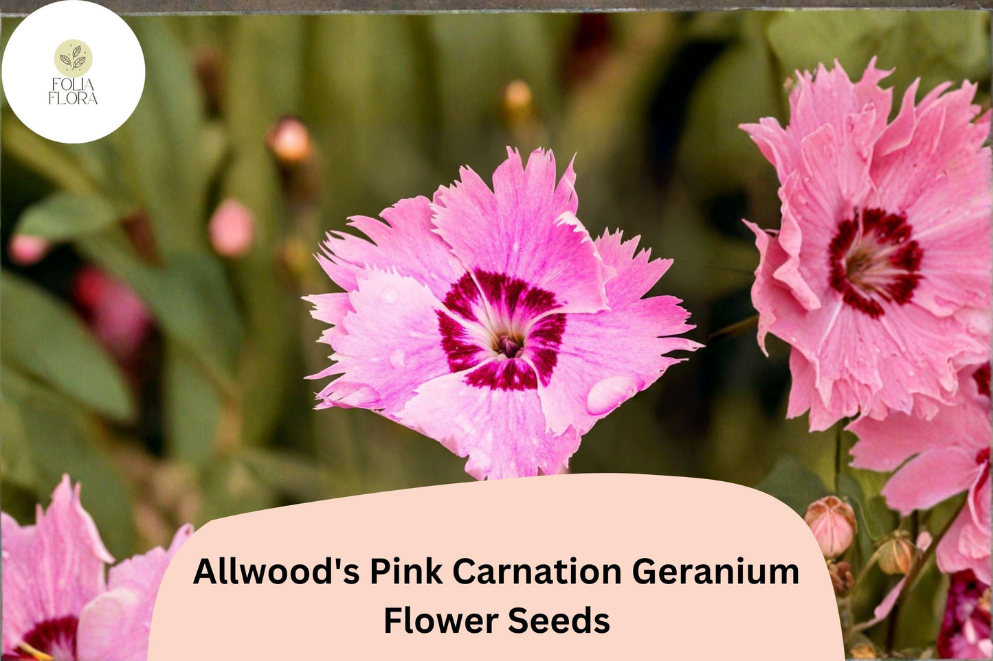 200+ Allwood’s Pink Carnation Seeds | Dianthus allwoodii | Fragrant Perennial Flowers for Garden Borders & Containers