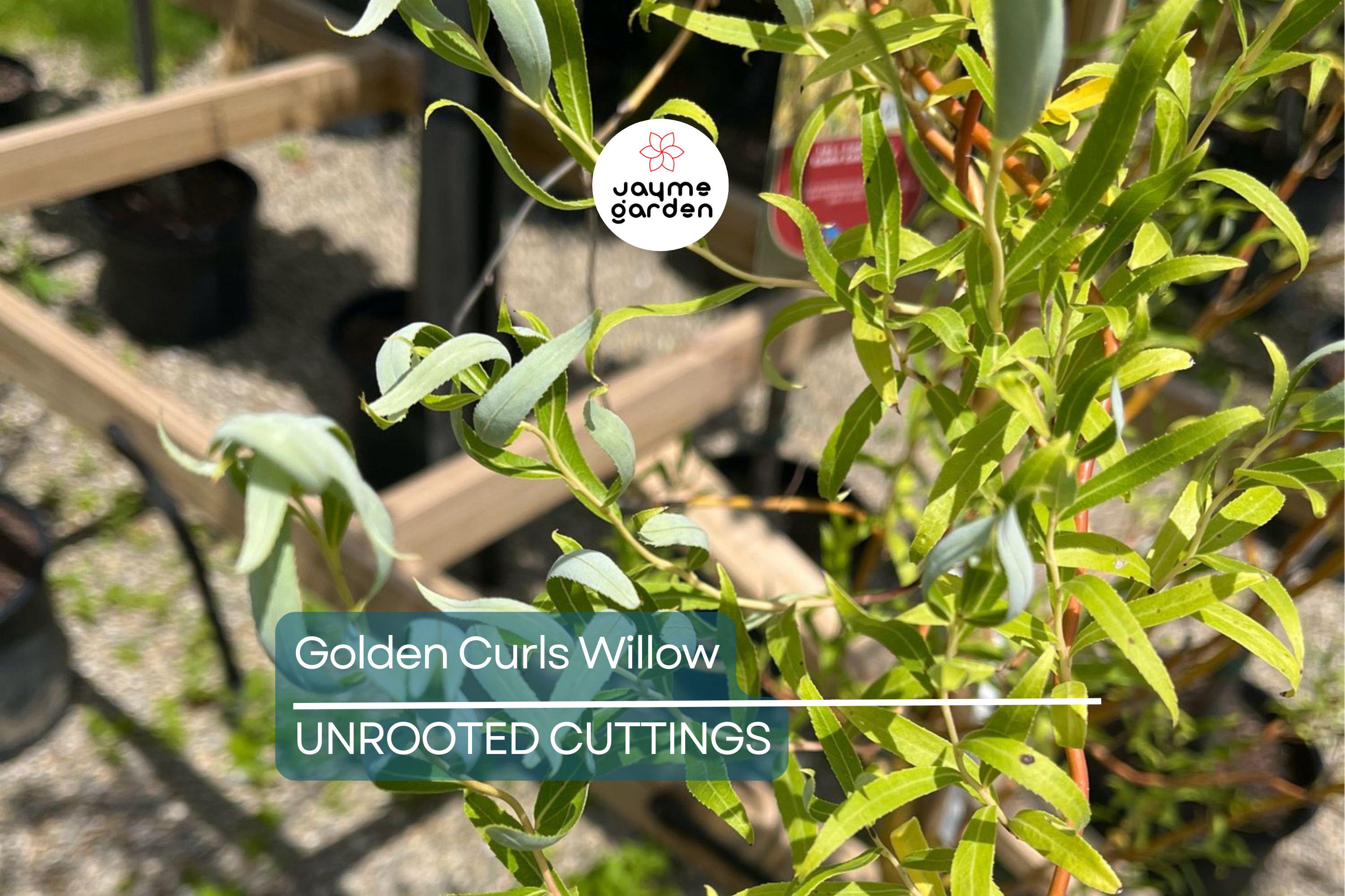 Rare Golden Curls Willow Tree Cutting | Live Dwarf Gold Dragon Claw Plant | Fast Growing Bonsai | Hardy Zones 3-10