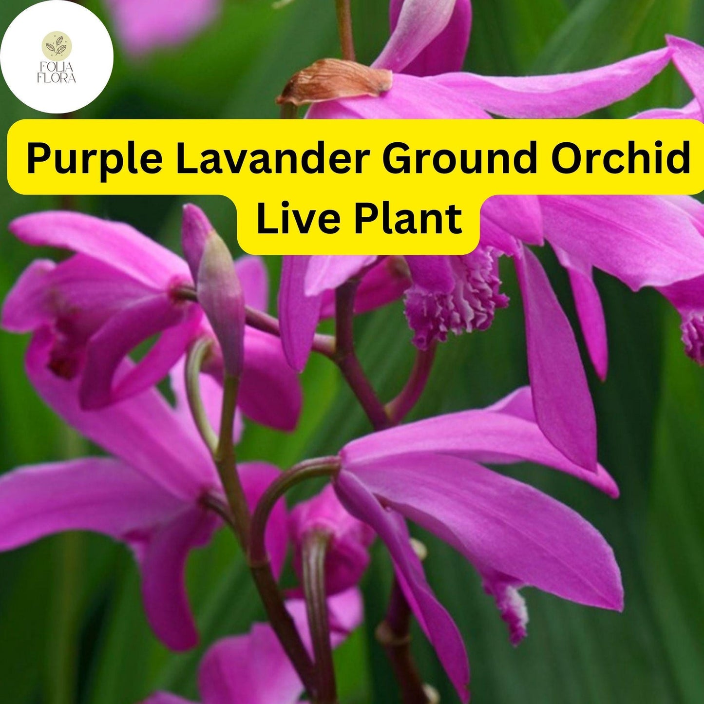 1 Spathoglottis plicata – Purple Lavender Ground Orchid Live Plant in 4” Pot – Tropical Perennial Orchid
