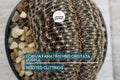 LOBIVIA FAMATIMENSIS CRISTATA purple - Rare Grafted Cactus, Brain Coral Shape, Orange Blooms