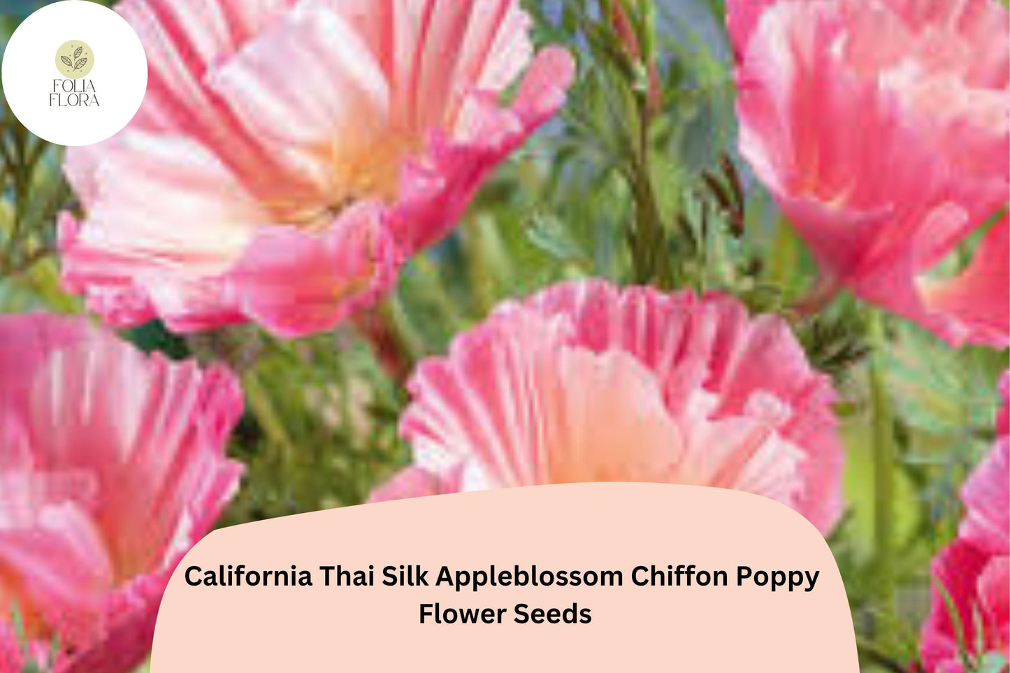 200+ California Thai Silk Appleblossom Chiffon Poppy Seeds for Garden Planting