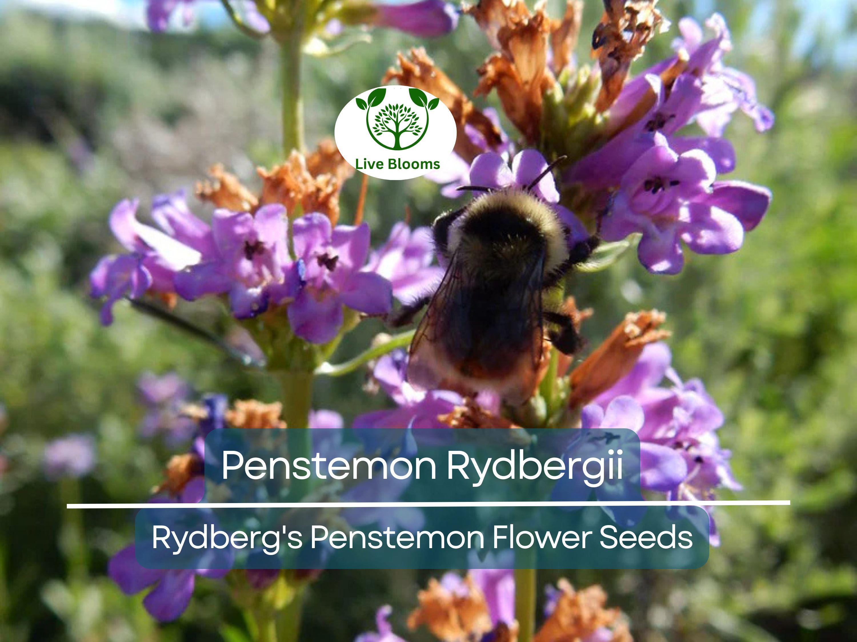 100 mg Seeds Penstemon Rydbergii (Rydberg's Penstemon) for Planting | Native Wildflower for Pollinator Gardens & Low-Maintenance Landscapes