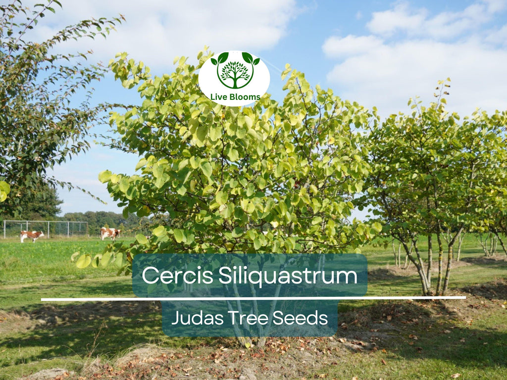 10 Seeds Cercis Siliquastrum (Judas Tree) for Planting - Beautiful Flowering Tree, Ideal for Landscaping, Gardens & Bonsai - Tree Seeds