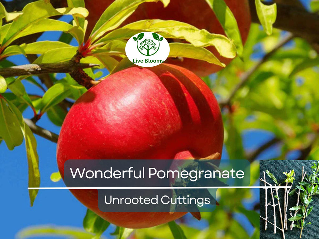 8 Pcs Organic Pomegranate Unrooted Cuttings 9" Long - Punica Granatum - Grow Your Own Pomegranate Tree, Natural & Healthy