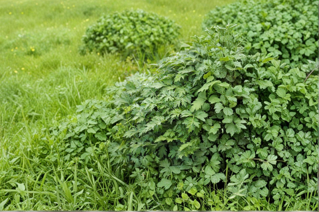 Japanese Mugwort – Yomogi Herb 30 Seeds | Traditional Asian Herb | Aromatic & Medicinal | Hardy Perennial