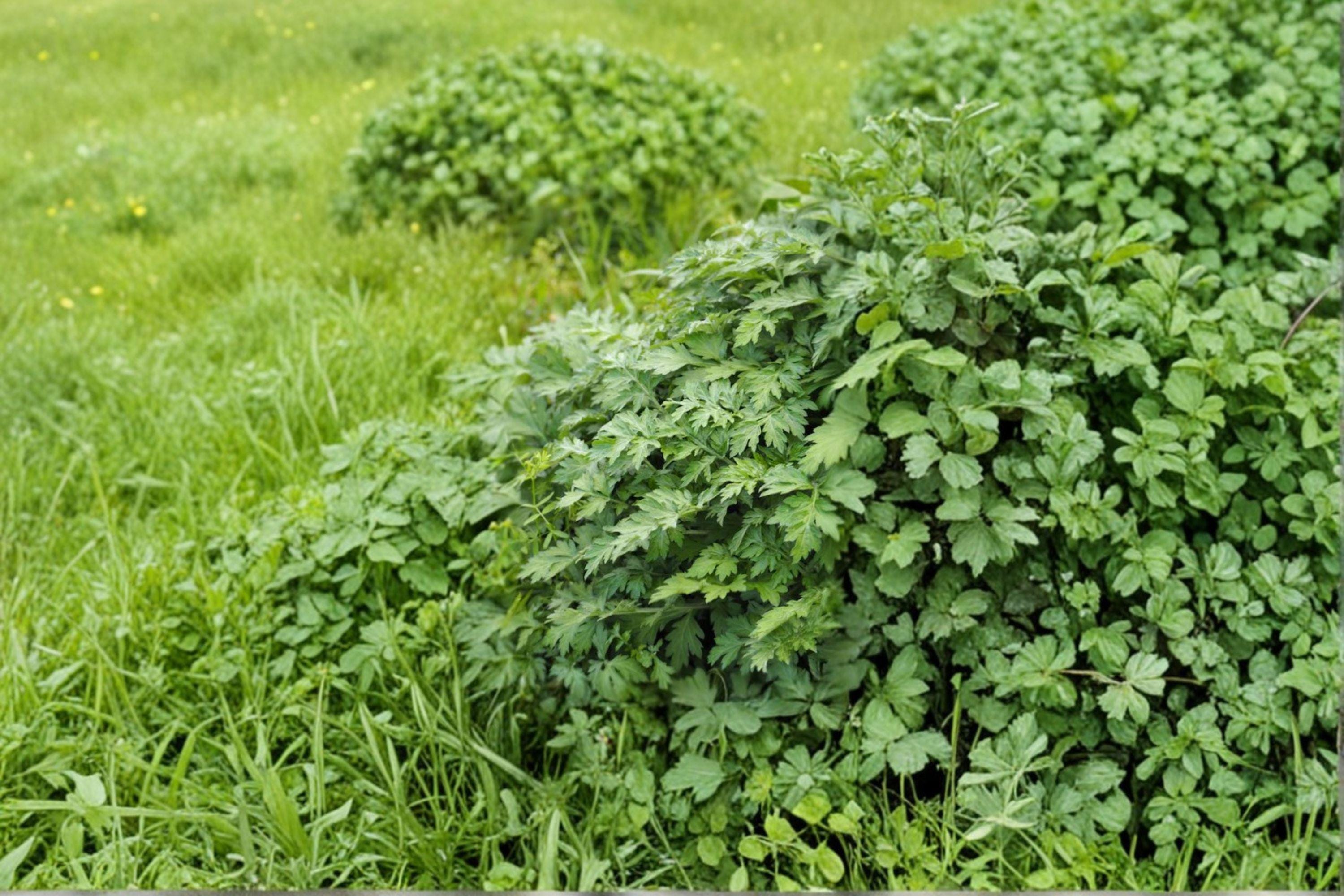 Japanese Mugwort – Yomogi Herb 30 Seeds | Traditional Asian Herb | Aromatic & Medicinal | Hardy Perennial