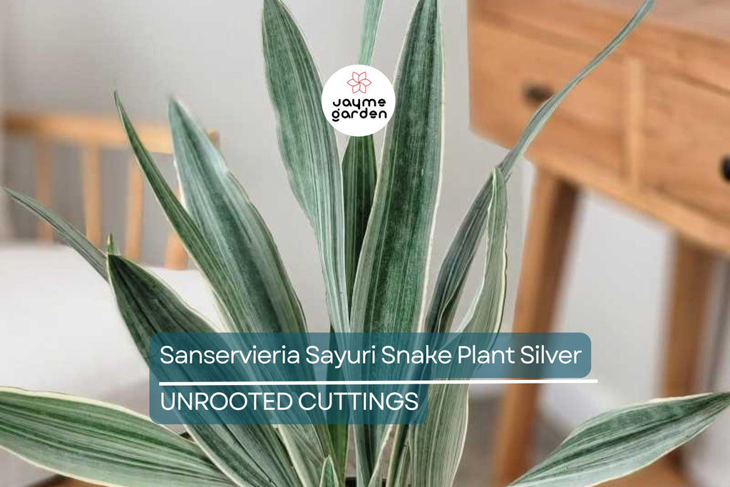 Sansevieria Sayuri Snake Plant Cutting (10-12") | Silver-Green Live Air-Purifying Plant